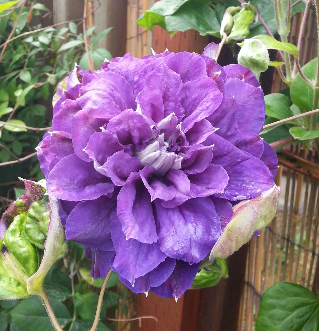  photo 20140615_111500-1_zpsiaj4kn1j.jpg